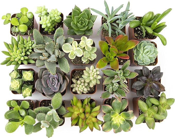 Plants for Pets Easy to Grow Houseplants (12 Pack) & Altman Plants Live Succulent Plants (20 Pack) - Indoor Plants in Plant Pots