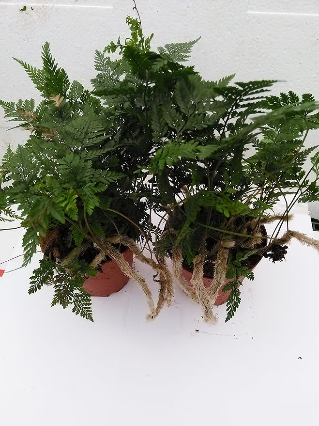 Two White Rabbit's Foot Fern 4" Pot - Davallia