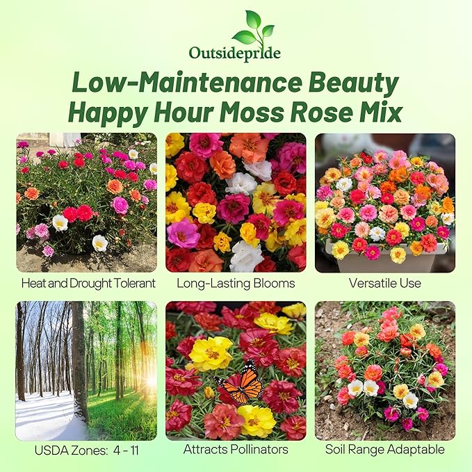Outsidepride Happy Hour Mixed Moss Rose Seeds - 500 Pcs Annual, Drought & Heat Tolerant, Pollinator Friendly Ground Cover Seeds for Planting w/Vibrant Blooms & Succulent Foliage, for Xeriscaping