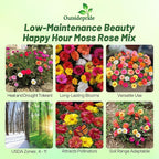 Outsidepride Happy Hour Mixed Moss Rose Seeds - 250 Pcs Annual, Drought & Heat Tolerant, Pollinator Friendly Ground Cover Seeds for Planting w/Vibrant Blooms & Succulent Foliage, for Xeriscaping