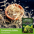 Angelica Seeds for Planting - Medicinal Herb Garden Seed to Grow Angelica Archangelica - Edible Traditional Healing Herb, Biennial Plant - Survival Garden Seeds (2 Packs)