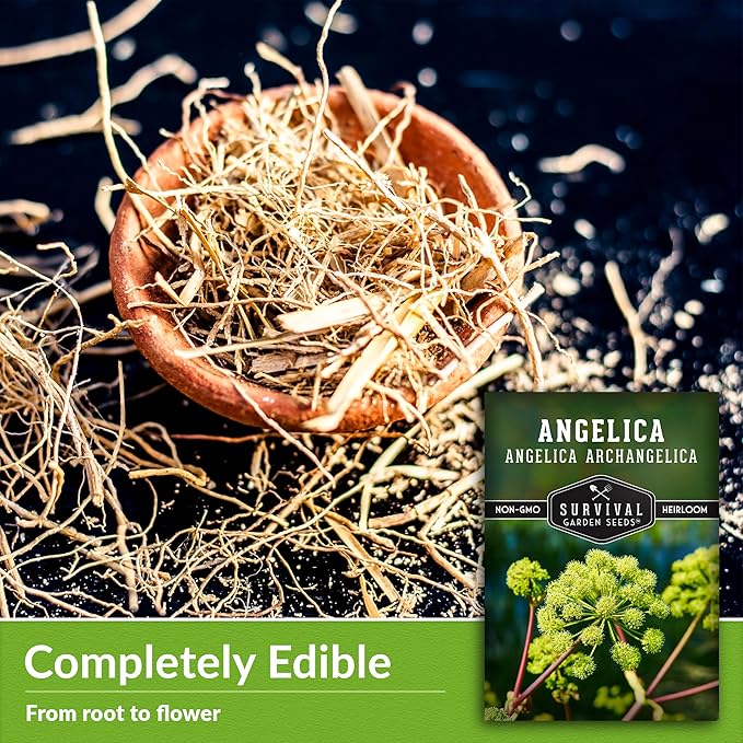 Angelica Seeds for Planting - Medicinal Herb Garden Seed to Grow Angelica Archangelica - Edible Traditional Healing Herb, Biennial Plant - Survival Garden Seeds (1 Pack)