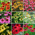 Echinacea Coneflower Seeds for Planting, 200+pcs Rare PerennialEchinacea Flower Seeds Plants, Non-GMO Heirloom Landscape Hardy Garden Colored Flowers for Outdoors