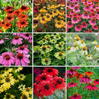 Echinacea Coneflower Seeds for Planting, 200+pcs Rare PerennialEchinacea Flower Seeds Plants, Non-GMO Heirloom Landscape Hardy Garden Colored Flowers for Outdoors