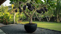 Thornless BlackBerry Bonsai Tree Seedling for Planting - Well Rooted 1 Yr. Seedling