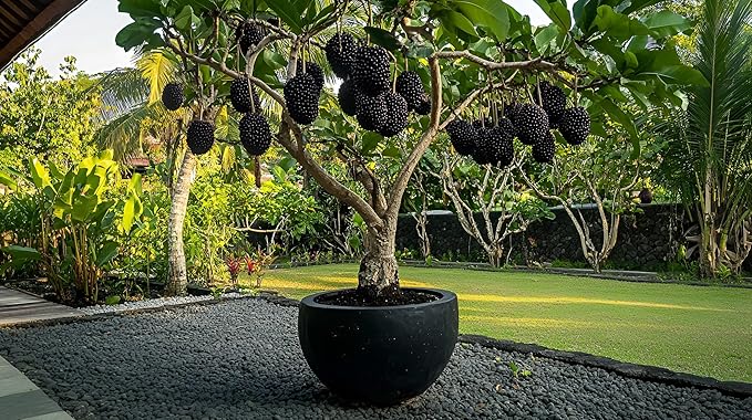 Thornless BlackBerry Bonsai Tree Seedling for Planting - Well Rooted 1 Yr. Seedling