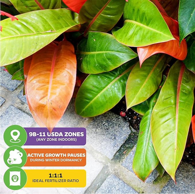 Philodendron Prince of Orange - Philodendron by Wellspring Gardens - Vibrant, Easy Care Indoor - Outdoor Plant with Dynamic Color - Changing Foliage - Plant Enthusiast (2-Pack)