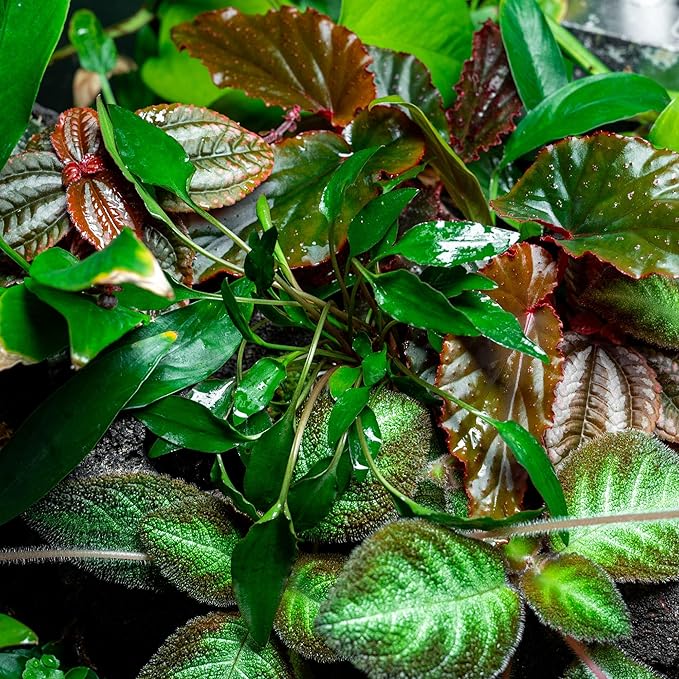 SubstrateSource Cryptocoryne Live Aquarium Plants - Freshwater Plant for Aquariums, Planted Fish Tanks - Beginner Friendly (Undulata, 1 Pot (3-5 Plants))