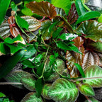 SubstrateSource Cryptocoryne Live Aquarium Plants - Freshwater Plant for Aquariums, Planted Fish Tanks - Beginner Friendly (Undulatus Hybrid, 1 Pot (3-5 Plants))