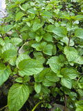 Orange Mint Plant Live Herb, Aromatic Citrus Flavor | Half Gallon Bag | Fresh for Tea, Cocktails, & Recipes (1 Quart Bag)