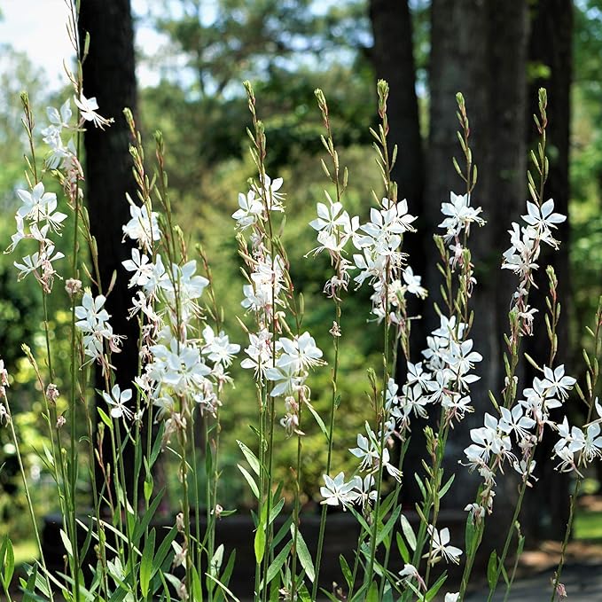Outsidepride Gaura Seeds - 200 Pcs. Perennial, Drought Tolerant & Low Maintenance, Flower Seeds for Planting Easy to Grow, Vibrant & Tall White-Pink Blooms for Xeriscaping & Pollinator Gardens