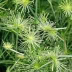 Chalily Dwarf Papyrus, a Great Live Pond Plant for Your Water Garden. Filters koi and Goldfish Ponds. Good for Bogs, Plant Shelf or Shallow Water This marginal Aquatic is a Real Beauty