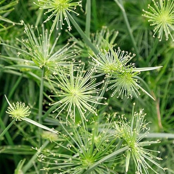 Chalily Dwarf Papyrus, a Great Live Pond Plant for Your Water Garden. Filters koi and Goldfish Ponds. Good for Bogs, Plant Shelf or Shallow Water This marginal Aquatic is a Real Beauty