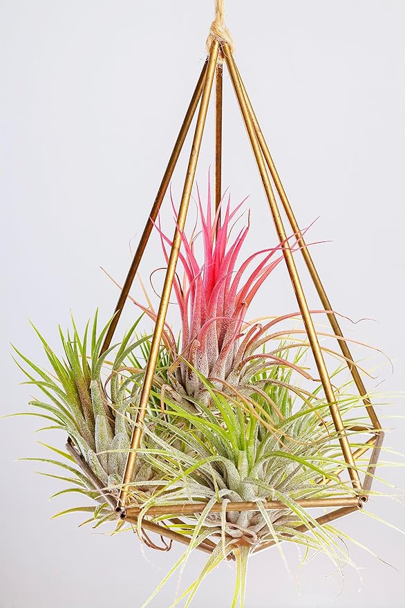 Tillandsia Air Plants Live Indoor Plants (100 Pack), Air Plants Bulk Party Favors or Wedding Favors Live Plants, Air Plant Lover Gifts, DIY Terrarium Kit, Air Succulents Plants Live by Plants for Pets