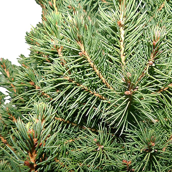 Spruce 3 Gal. Dwarf Alberta Spruce Shrub