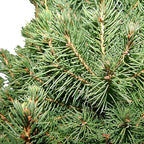 Spruce 3 Gal. Dwarf Alberta Spruce Shrub