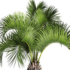 Jobe’s Organics Granular Fertilizer, Organic Fertilizer for Palm Trees and Plants, 4 lbs Bag (Pack of 2)
