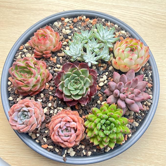 12 Pack Live Rosette Succulent Plants 1.5-2.5" – Assorted Mini Echeveria Succulents Bare Root, Low Maintenance Succulent Variety Pack for Wedding Favors, Gifts, DIY Projects