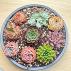 12 Pack Live Rosette Succulent Plants 1.5-2.5" – Assorted Mini Echeveria Succulents Bare Root, Low Maintenance Succulent Variety Pack for Wedding Favors, Gifts, DIY Projects