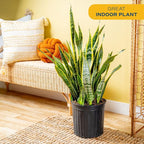 Costa Farms Snake Plant, Extra Large Live Plant in Plastic Pot, Easy to Maintain, Air Purifying Succulent Indoor Houseplant, Assorted Variety, Home, Room, or Boho Decor, 3-4 Feet Tall