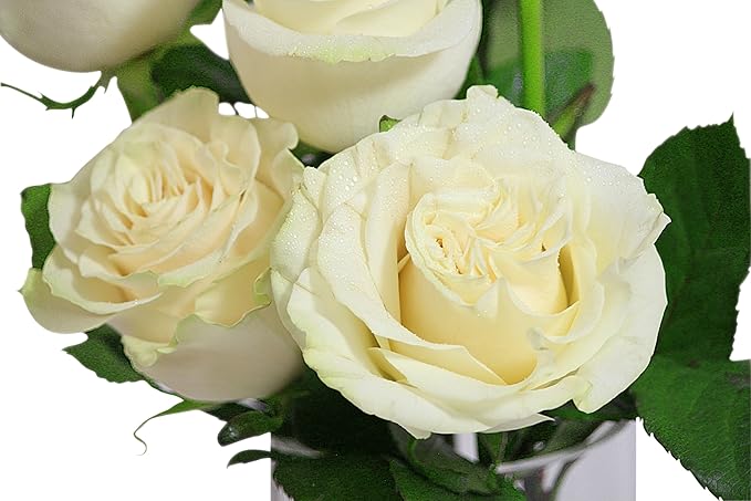 KaBloom PRIME NEXT DAY DELIVERY - Bouquet of 6 Fresh cut White Roses with Vase .Gift for Birthday, Sympathy, Anniversary, Get Well, Thank You, Valentine, Mother’s Day Fresh Flowers