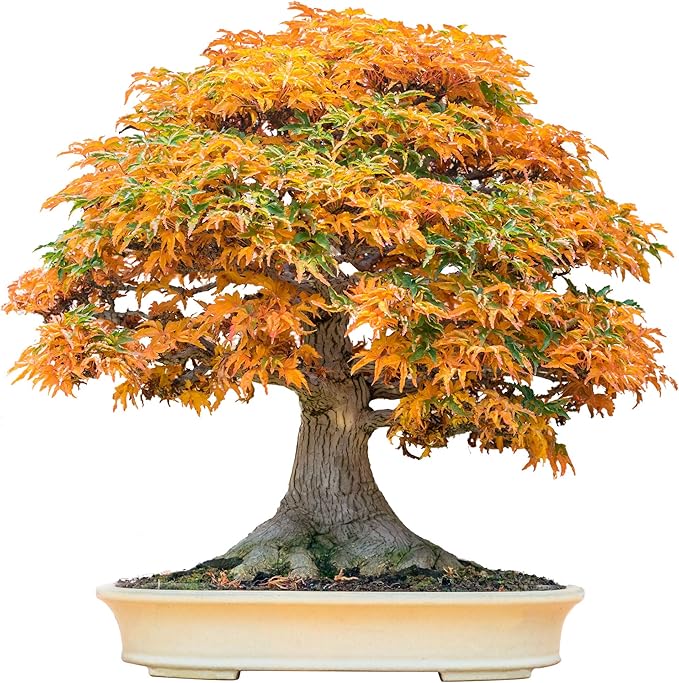 Bonsai Tree Seeds, Trident Maple | 20+ Seeds | Highly Prized for Bonsai, (Acer buergerianum) 20+Seeds