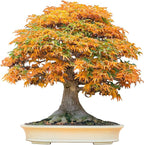 Bonsai Tree Seeds, Trident Maple | 20+ Seeds | Highly Prized for Bonsai, (Acer buergerianum) 20+Seeds