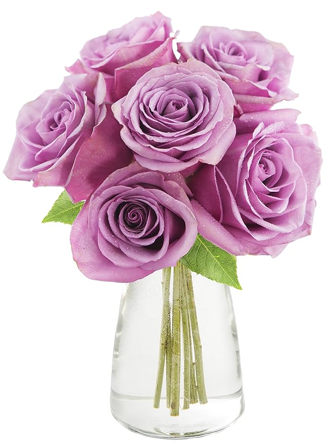 KaBloom - Bouquet of 6 Fresh Cut Purple Roses (Farm-Fresh, Long-Stem) with Vase - Fresh Flowers for Birthday, Valentine's & Mother's Day