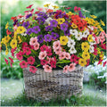 24 Bundles Lifelike Outdoor Artificial Flowers, UV Protected No Fade Fake Silk Plants for Spring Summer, Realistic Faux Flowers for Garden Porch Patio Decorations (6 Color Mix)