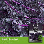 Scarlet Kale Seeds for Planting – Heirloom Purple Kale – Cold Hardy for Fall & Spring Vegetable Gardens – Crimson-Red Curly Leaves, Edible Garden Greens – Survival Garden Seeds (5 Packs)