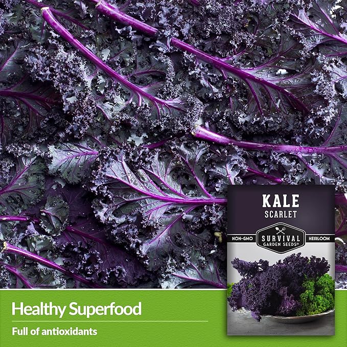 Scarlet Kale Seeds for Planting – Heirloom Purple Kale – Cold Hardy for Fall & Spring Vegetable Gardens – Crimson-Red Curly Leaves, Edible Garden Greens – Survival Garden Seeds (5 Packs)