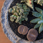 Assorted Succulents Mimicry Collection, 2.5" 8 Pack