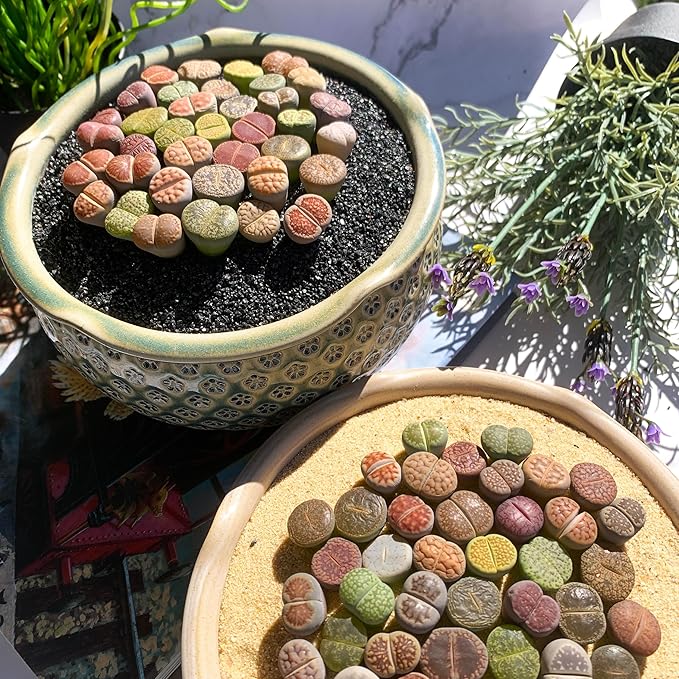 Lithops Random Mix Rare Live Succulent Plants, 30/50/100 Pcs Succulent Live Plant, Bare Root Without Pot Soil, Garden Indoor Office, Friend Plant Lovers Gifts (Large 100pcs)