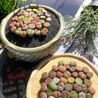 Lithops Random Mix Rare Live Succulent Plants, 30/50/100 Pcs Succulent Live Plant, Bare Root Without Pot Soil, Garden Indoor Office, Friend Plant Lovers Gifts (Large 50pcs)