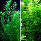 Anacharis and Hornwort Bundle for Ponds and Aquariums