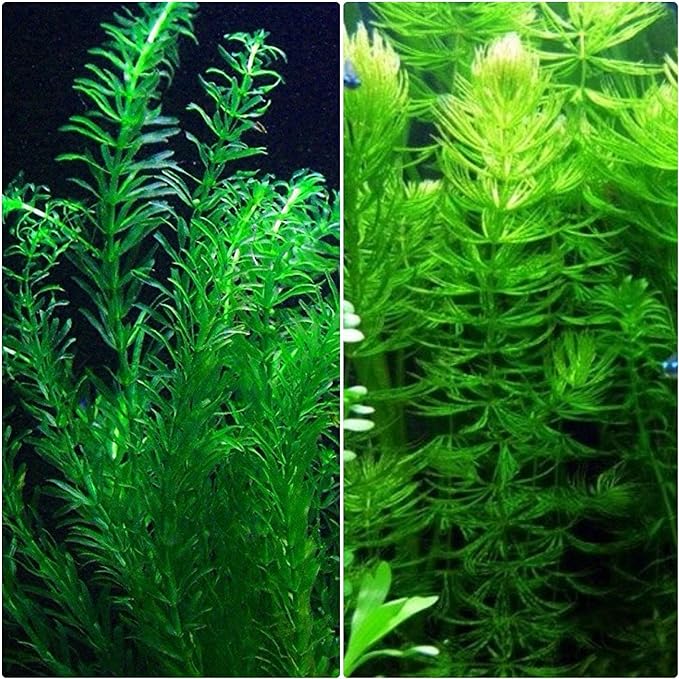 Anacharis and Hornwort Bundle for Ponds and Aquariums