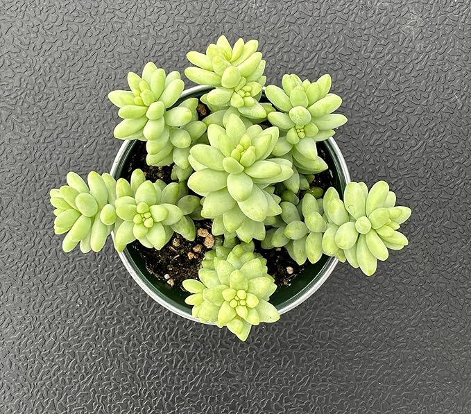 Sprout N Green Donkey's Tail with 4" Vintage Metal Pot, Live Sedum Morganianum-Burro's Tail Succulent with Soil, House Plant for Home Office Wedding Indoor Outdoor Decor, DIY Project, Party Favor
