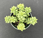 Sprout N Green Donkey's Tail with 4" Vintage Metal Pot, Live Sedum Morganianum-Burro's Tail Succulent with Soil, House Plant for Home Office Wedding Indoor Outdoor Decor, DIY Project, Party Favor