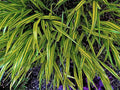 RedCrocus Aureola Japanese Forest Grass Hakone Grass- Deciduous, Shade-Tolerant, Low Maintenance, Container Friendly, Deer Resistant, Pet Safe, Garden, Landscape 1 Gallon