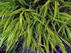RedCrocus Aureola Japanese Forest Grass Hakone Grass- Deciduous, Shade-Tolerant, Low Maintenance, Container Friendly, Deer Resistant, Pet Safe, Garden, Landscape 1 Gallon