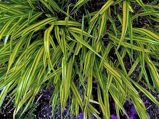 RedCrocus Aureola Japanese Forest Grass Hakone Grass- Deciduous, Shade-Tolerant, Low Maintenance, Container Friendly, Deer Resistant, Pet Safe, Garden, Landscape 1 Gallon
