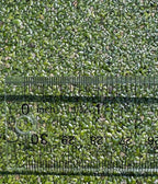1000+ Live Duckweed Plants Lemna Minor Floating Aquarium & Pond Plant for Natural Water Gardens Fish Shrimp Betta Tanks Natural Fry Cover Fast Growing Floating Plant by Awesome Aquatic