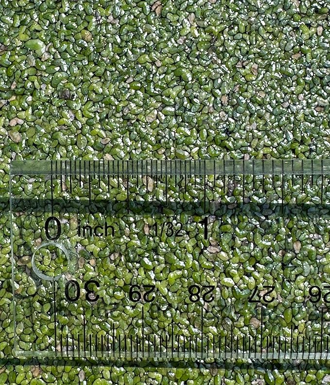 1000+ Live Duckweed Plants Lemna Minor Floating Aquarium & Pond Plant for Natural Water Gardens Fish Shrimp Betta Tanks Natural Fry Cover Fast Growing Floating Plant by Awesome Aquatic