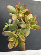 Sprout N Green Golden Jade with White Stripe Pot, Live Crassula Ovata 'Hummel Sunset' Succulent, Rare Cute Plant, Home Office Décor