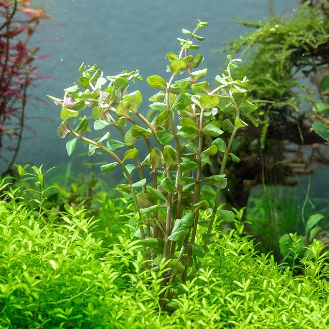 SubstrateSource Live Aquarium Stem Plants - Freshwater Aquatic Plant for Fish Tanks, Aquascaping - (Rotala H'Ra, 4 Bunches)