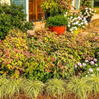 Southern Living 2 Gal. Blush Pink Nandina Shrub
