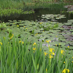 Chalily Iris 'Floro Pleno', a Great Live Pond Plant for Your Water Garden. Filters The koi and Goldfish Pond. Good for Bogs, Plant Shelf or Shallow Water This marginal Aquatic is a Real Beauty