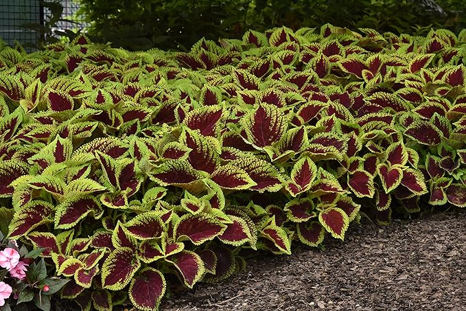 Live Coleus Plant, Shade Loving Outdoor Plants for Spring, Easy to Grow, Real Tender Perennial or Annual, Fast Growing, Great for Garden Containers, Unique Foliage