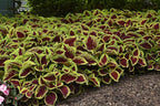 Live Coleus Plant, Shade Loving Outdoor Plants for Spring, Easy to Grow, Real Tender Perennial or Annual, Fast Growing, Great for Garden Containers, Unique Foliage