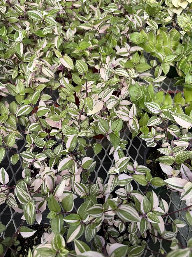 Mundula Lisa - Live Pink Houseplant, Vibrant Pink and Green Variegation. Wandering Jew Perfect for Home Office and Garden
